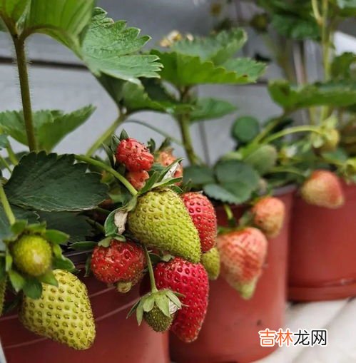 为什么草莓这么贵,丹东草莓为啥那么贵