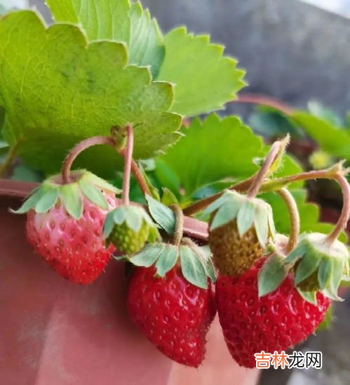 为什么草莓这么贵,丹东草莓为啥那么贵
