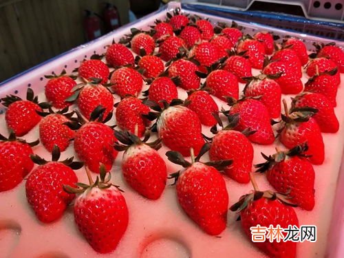 为什么草莓这么贵,丹东草莓为啥那么贵