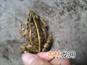 牛蛙是发物吗,牛蛙和虾哪个更发