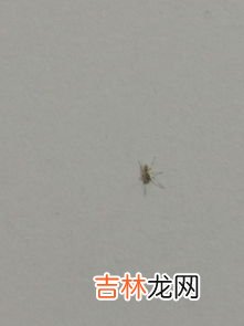 蟑螂是否咬人,蟑螂咬人吗 蟑螂会不会咬人