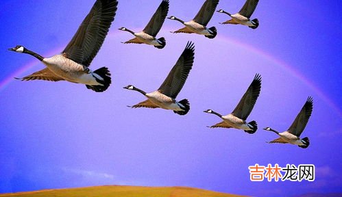 大雁北归是在什么季节,北归的大雁是什么季节