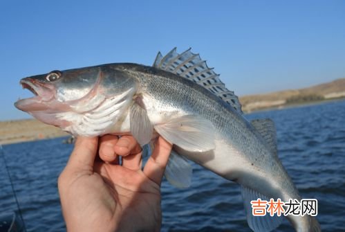 海鲈鱼和淡水鲈鱼的区别,淡水鲈鱼和海鲈鱼区别