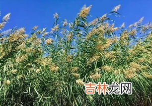 薰衣草长什么样子,薰衣草的叶子是什么样子的