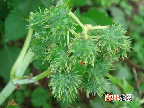 蓖麻籽怎么吃,嫩蓖麻可以腌咸菜吗？怎么腌？