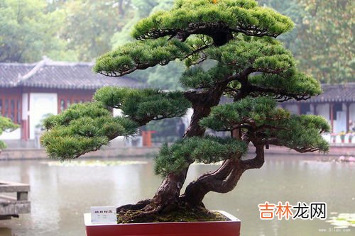 松树花的功效与作用及食用方法,松花粉的功效与作用及食用方法