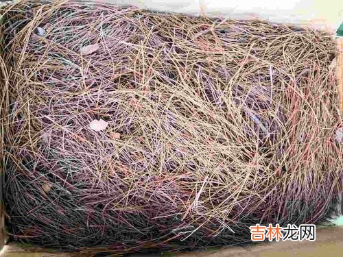 松树花的功效与作用及食用方法,松花粉的功效与作用及食用方法
