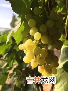 中国种植葡萄始于什么时候,中国中原种植葡萄始于什么?