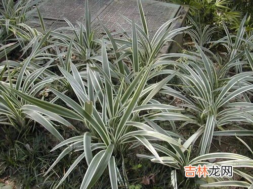 沿阶草的特征,沿阶草和麦冬有什么区别？求附图解释。