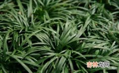 沿阶草的特征,沿阶草和麦冬有什么区别？求附图解释。