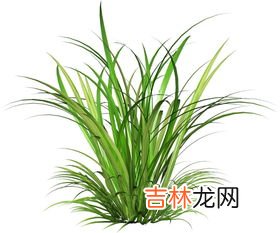 沿阶草的特征,沿阶草和麦冬有什么区别？求附图解释。