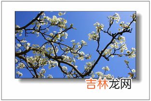 赵县梨花节在什么地方,想清明去赵县看梨花，能赶上花期吗？从南焦怎么坐车，往返时间是多少？能看到什么景点？