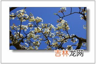 赵县梨花节在什么地方,想清明去赵县看梨花，能赶上花期吗？从南焦怎么坐车，往返时间是多少？能看到什么景点？