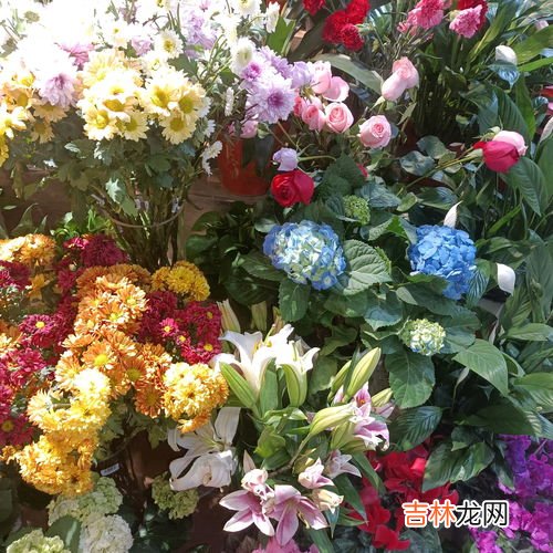 菊花的寓意和花语有哪些,菊花的寓意和象征