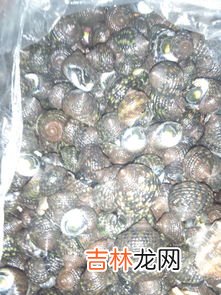 蜗牛的足叫什么,蜗牛的腹足在哪里?