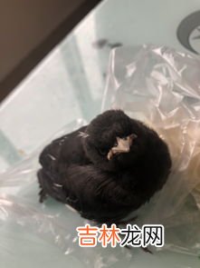 八哥鸟吃什么,八哥鸟吃什么食物