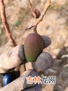 喹啉铜的使用和禁忌,喹啉铜的使用和禁忌是什么？