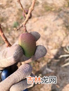 喹啉铜的使用和禁忌,喹啉铜的使用和禁忌是什么？