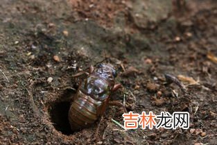 知了能吃吗,知了能吃吗,怎么吃?