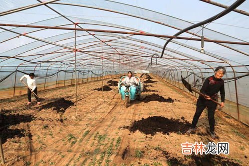 现在冬小麦可以浇水吗,冬季小麦怎么样浇水