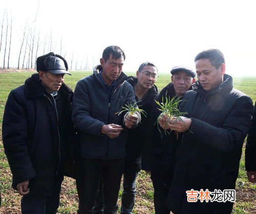 现在冬小麦可以浇水吗,冬季小麦怎么样浇水