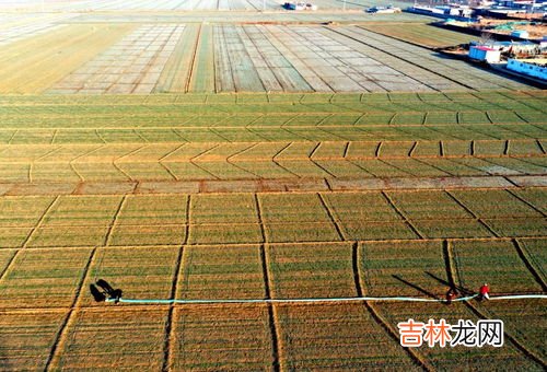 现在冬小麦可以浇水吗,冬季小麦怎么样浇水