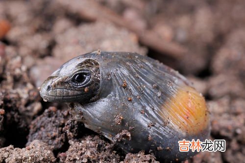 青蛙属于胎生还是卵生,青蛙是什么动物 胎生还是卵生