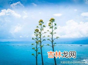 丝兰和凤尾兰的区别,丝兰和凤尾兰的区别，教你5个辨别凤尾兰和丝兰的方法