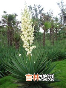 丝兰和凤尾兰的区别,丝兰和凤尾兰的区别，教你5个辨别凤尾兰和丝兰的方法
