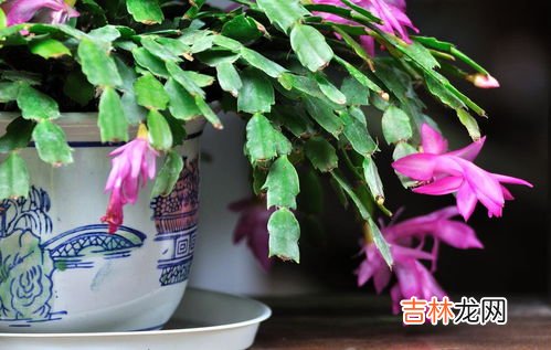 蟹爪兰什么时候浇水,蟹爪兰浇水的正确方法