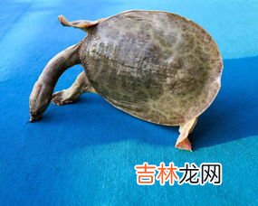 甲鱼会冬眠吗,甲鱼冬天会冻死吗