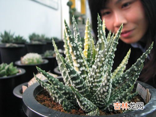 仙人球品种有哪些,仙人球品种大全