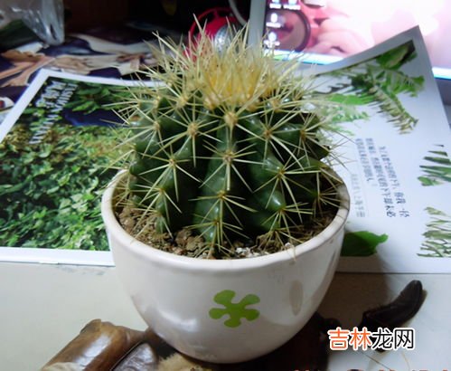 仙人球品种有哪些,仙人球品种大全