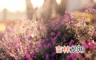 薰衣草精油的功效与作用,薰衣草精油的功效与作用有哪些？