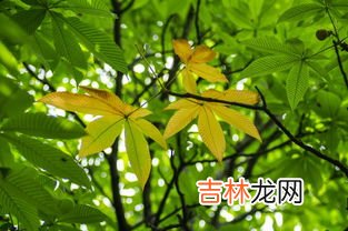 七叶子是什么意思,七叶子是什么意思山东 七叶子指的是什么