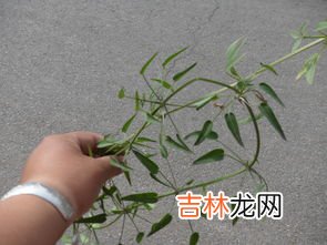 七叶子是什么意思,七叶子是什么意思山东 七叶子指的是什么
