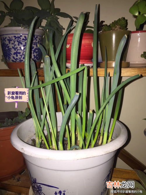 小葱几月份种几月份可以移栽,小葱几月份移栽最好