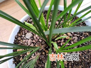 香雪兰花的养殖方法是怎么的,香雪兰的养殖方法和注意事项