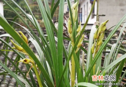 香雪兰花的养殖方法是怎么的,香雪兰的养殖方法和注意事项