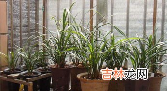 香雪兰花的养殖方法是怎么的,香雪兰的养殖方法和注意事项