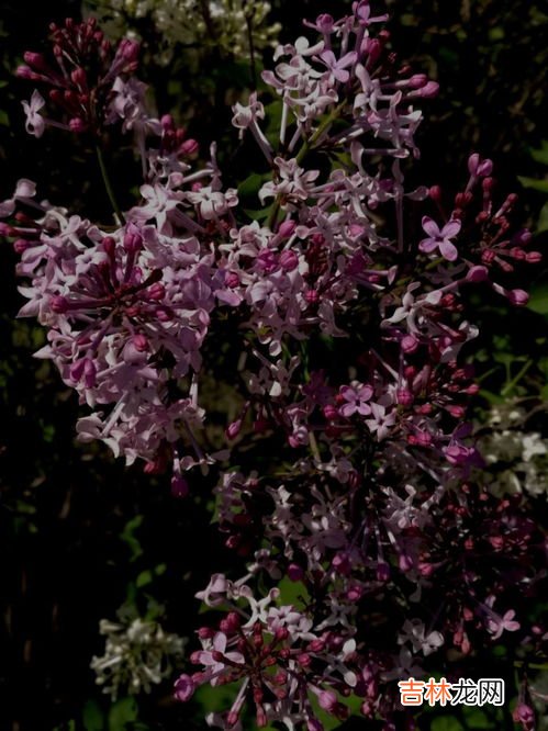 丁香花什么时候开,丁香花在什么时候开花