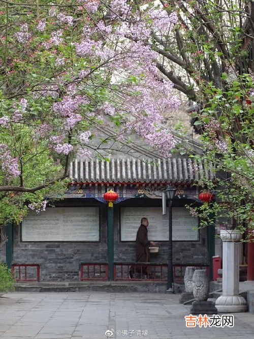 丁香花什么时候开,丁香花在什么时候开花