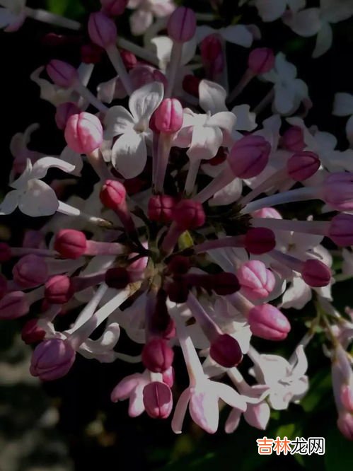 丁香花什么时候开,丁香花在什么时候开花