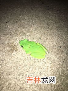 青蛙有什麽別名,青蛙小時候的名字叫什麽？