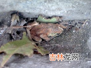 青蛙有什么别名,青蛙小时候的名字叫什么?