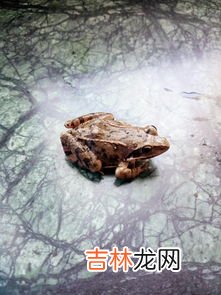 青蛙有什么别名,青蛙小时候的名字叫什么?