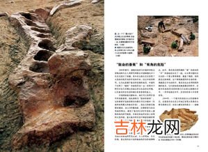 中药里面的龙骨是恐龙的骨头这种说法是,恐龙化石骨头能止血吗