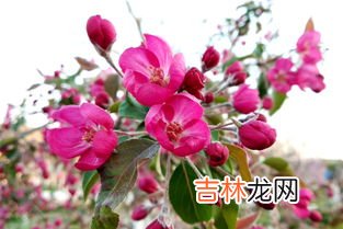 海棠花语,海棠花语