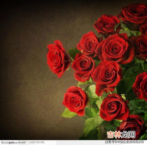 33朵红玫瑰花语是什么,33朵玫瑰花的花语