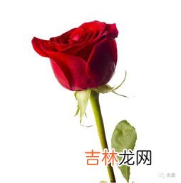 33朵红玫瑰花语是什么,33朵玫瑰花的花语
